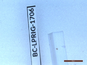  ( - BC-LPRIG-1706)  @11 [ ] CC-By (2025) Rodolphe Rougerie MNHN