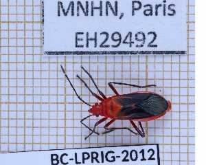  (Dysdercus discolor - BC-LPRIG-2012)  @11 [ ] CC-By (2025) Rodolphe Rougerie MNHN