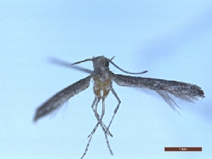  ( - BC-LPRIG-2083)  @11 [ ] CC-By (2025) Rodolphe Rougerie MNHN