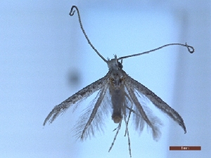  ( - BC-LPRIG-2086)  @11 [ ] CC-By (2025) Rodolphe Rougerie MNHN