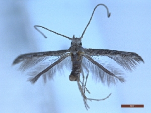  ( - BC-LPRIG-2087)  @11 [ ] CC-By (2025) Rodolphe Rougerie MNHN