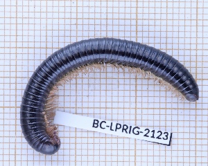  (Anadenobolus leucostigma - BC-LPRIG-2123)  @11 [ ] CC-By (2025) Rodolphe Rougerie MNHN