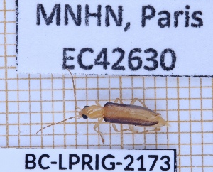  ( - BC-LPRIG-2173)  @11 [ ] CC-By (2025) Rodolphe Rougerie MNHN