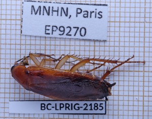  (Ischnoptera - BC-LPRIG-2185)  @11 [ ] CC-By (2025) Rodolphe Rougerie MNHN