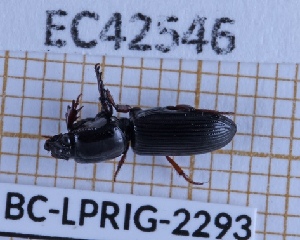  ( - BC-LPRIG-2293)  @11 [ ] CC-By (2025) Rodolphe Rougerie MNHN