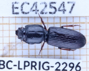  ( - BC-LPRIG-2296)  @11 [ ] CC-By (2025) Rodolphe Rougerie MNHN