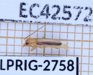  ( - BC-LPRIG-2758)  @11 [ ] CC-By (2025) Rodolphe Rougerie MNHN