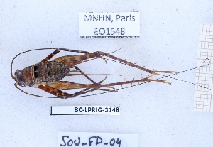  (Caribacusta - BC-LPRIG-3148)  @11 [ ] CC-By (2025) Rodolphe Rougerie MNHN