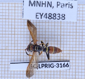  (Polistes crinitus - BC-LPRIG-3166)  @11 [ ] CC-By (2025) Rodolphe Rougerie MNHN