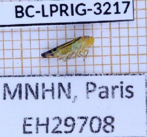 (Dilobopterus - BC-LPRIG-3217)  @11 [ ] CC-By (2025) Rodolphe Rougerie MNHN