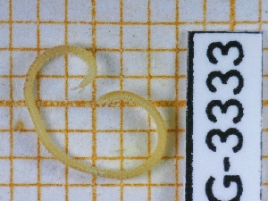  ( - BC-LPRIG-3333)  @11 [ ] CC-By (2025) Rodolphe Rougerie MNHN