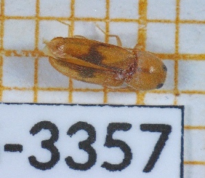  ( - BC-LPRIG-3357)  @11 [ ] CC-By (2025) Rodolphe Rougerie MNHN