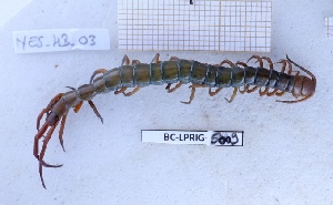  (Scolopendra suspinipes - BC-LPRIG-5009)  @11 [ ] CC-By (2025) Rodolphe Rougerie MNHN