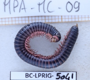  ( - BC-LPRIG-5041)  @11 [ ] CC-By (2025) Rodolphe Rougerie MNHN