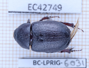  ( - BC-LPRIG-6031)  @11 [ ] CC-By (2025) Rodolphe Rougerie MNHN