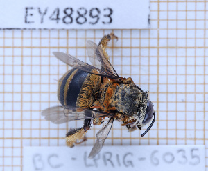  ( - BC-LPRIG-6035)  @11 [ ] CC-By (2025) Rodolphe Rougerie MNHN