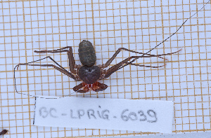  ( - BC-LPRIG-6039)  @11 [ ] CC-By (2025) Rodolphe Rougerie MNHN