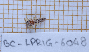  (Hentzia whit - BC-LPRIG-6048)  @11 [ ] CC-By (2025) Rodolphe Rougerie MNHN