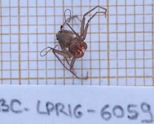  ( - BC-LPRIG-6059)  @11 [ ] CC-By (2025) Rodolphe Rougerie MNHN