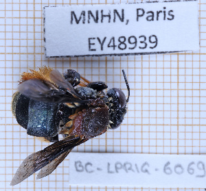  ( - BC-LPRIG-6069)  @11 [ ] CC-By (2025) Rodolphe Rougerie MNHN