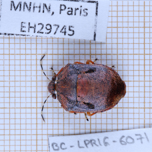  ( - BC-LPRIG-6071)  @11 [ ] CC-By (2025) Rodolphe Rougerie MNHN