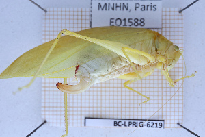  (Microcentrum decoratum - BC-LPRIG-6219)  @11 [ ] CC-By (2025) Rodolphe Rougerie MNHN