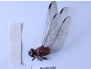  (Orthemis macrostigma - BC-LPRIG-6238)  @11 [ ] CC-By (2025) Rodolphe Rougerie MNHN