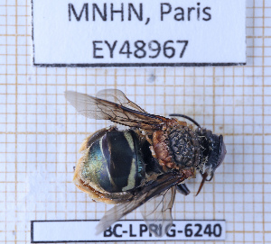  ( - BC-LPRIG-6240)  @11 [ ] CC-By (2025) Rodolphe Rougerie MNHN