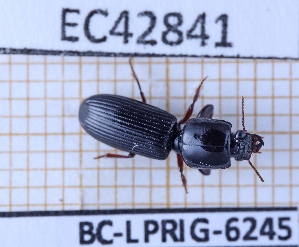  ( - BC-LPRIG-6245)  @11 [ ] CC-By (2025) Rodolphe Rougerie MNHN