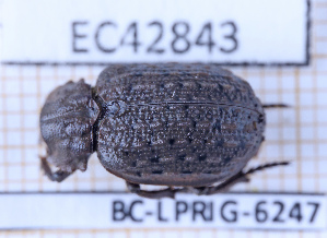  ( - BC-LPRIG-6247)  @11 [ ] CC-By (2025) Rodolphe Rougerie MNHN