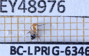  ( - BC-LPRIG-6346)  @11 [ ] CC-By (2025) Rodolphe Rougerie MNHN