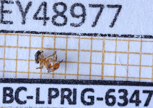  ( - BC-LPRIG-6347)  @11 [ ] CC-By (2025) Rodolphe Rougerie MNHN