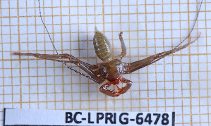  (Charinus desirade - BC-LPRIG-6478)  @11 [ ] CC-By (2025) Rodolphe Rougerie MNHN