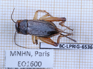  ( - BC-LPRIG-6536)  @11 [ ] CC-By (2025) Rodolphe Rougerie MNHN