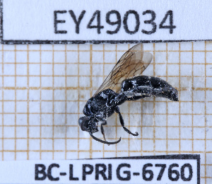  (Tiphia paupi - BC-LPRIG-6760)  @11 [ ] CC-By (2025) Rodolphe Rougerie MNHN