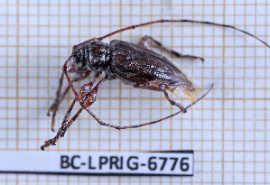  ( - BC-LPRIG-6776)  @11 [ ] CC-By (2025) Rodolphe Rougerie MNHN