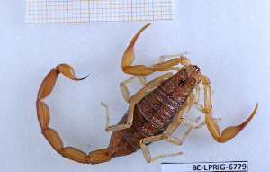  ( - BC-LPRIG-6779)  @11 [ ] CC-By (2025) Rodolphe Rougerie MNHN