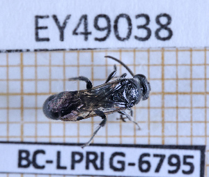  ( - BC-LPRIG-6795)  @11 [ ] CC-By (2025) Rodolphe Rougerie MNHN