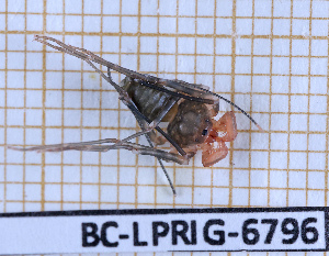  (Charinus desirade - BC-LPRIG-6796)  @11 [ ] CC-By (2025) Rodolphe Rougerie MNHN