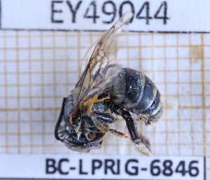  ( - BC-LPRIG-6846)  @11 [ ] CC-By (2025) Rodolphe Rougerie MNHN