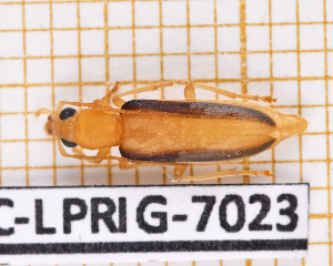  ( - BC-LPRIG-7023)  @11 [ ] CC-By (2025) Rodolphe Rougerie MNHN