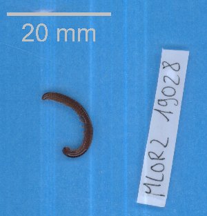  ( - 19028-MLOR2)  @11 [ ] Creative Commons (2025) Mathieu Coulis Research Collection of Mathieu Coulis