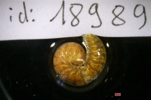  (Sphaeriodesmidae - 18989-P6)  @11 [ ] Creative Commons (2025) Mathieu Coulis Research Collection of Mathieu Coulis