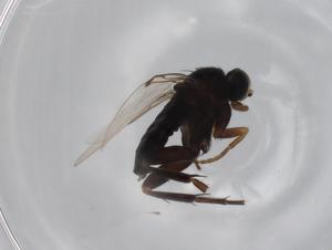  ( - BIOUG77267-H06)  @11 [ ] CreativeCommons - Attribution (2022) Centre for Biodiversity Genomics Centre for Biodiversity Genomics