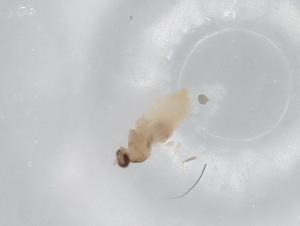  ( - BIOUG77224-F10)  @12 [ ] CreativeCommons - Attribution (2022) Centre for Biodiversity Genomics Centre for Biodiversity Genomics