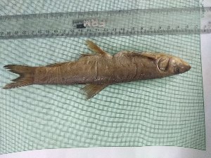  (Schizothorax oconnori - S_oconnori_code_O5AP)  @11 [ ] Copyright (2019) Lekiningroy Dann & Radhakrishnan K.V. College of Fisheries CAU Tripura India