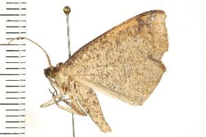  ( - PPBP-0151)  @12 [ ] CreativeCommons - Attribution (2010) CBG Photography Group Centre for Biodiversity Genomics