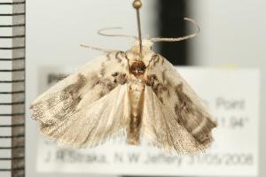  ( - PPBP-0083)  @13 [ ] CreativeCommons - Attribution (2008) CBG Photography Group Centre for Biodiversity Genomics