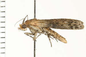  ( - PPBP-0431)  @12 [ ] CreativeCommons - Attribution (2008) CBG Photography Group Centre for Biodiversity Genomics