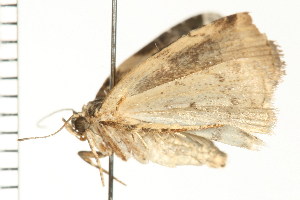  ( - PPBP-0468)  @12 [ ] CreativeCommons - Attribution (2008) CBG Photography Group Centre for Biodiversity Genomics